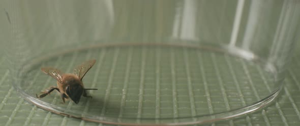Close up of a bee circling in a glass
