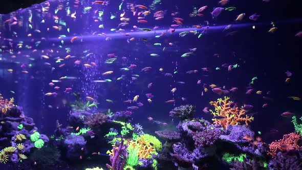 Tropical Fish with Corals and Algae in Blue Water alt