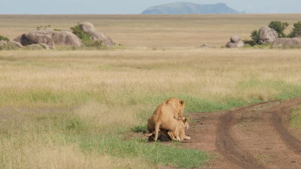 Male and female lions mating in the plains of Serengeti Tanzania - 4K Ultra HD alt