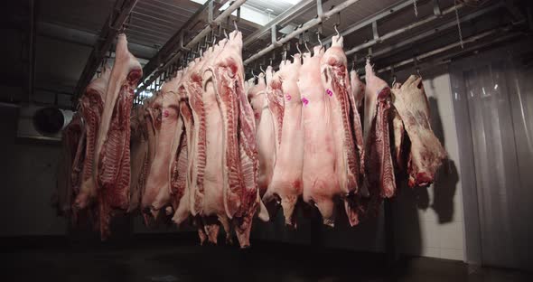 Pork Carcasses Hung On Hooks In The Freezer For Processing Into Sausages alt