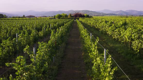 Close Flight Over the Vineyards of Italy Drone Aerial