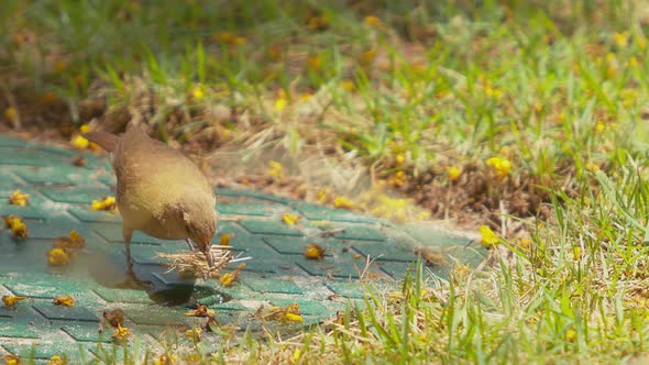 A small brown Nightingale dips twigs in a puddle and then wanders off screen alt