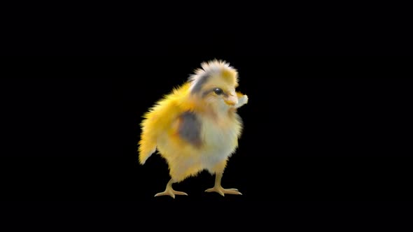 19 Baby Chicks Dancing 4K alt