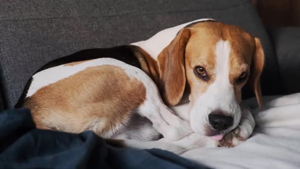Beagle Dog Falling a Sleep Slowly. Tricolour Animal Curls Up in a Ball in . alt