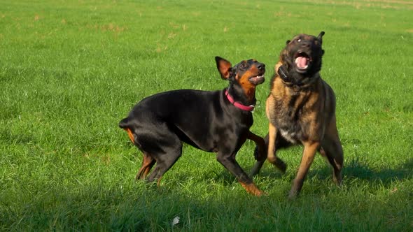Doberman and Belgian Shepherd Malinois are Playing and Jumping on a Green Field alt