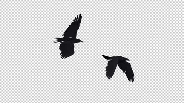 Two Black Ravens - Flying Transition