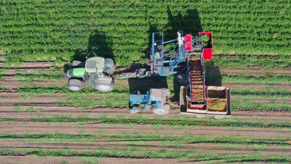 Harvesting carrots. A harvester with a conveyor collects ripe carrots. alt