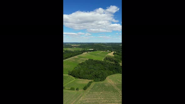 Aerial vertical view bordeaux vineyard in summer, landscape vineyard
