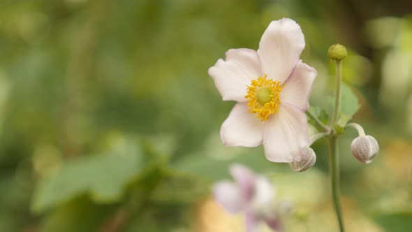 Beautiful Japanese anemone hybrida flower on wind shallow DOF 4K video alt