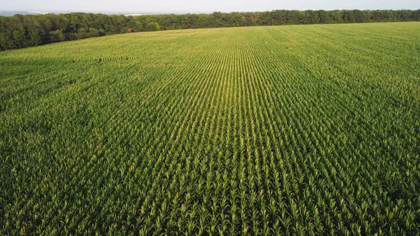 Young Corn in the Field Aerial View