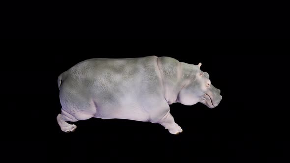 hippo walk 4k alpha loop 2