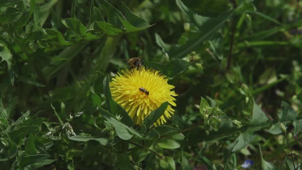 Bee Pollen Balls - 2