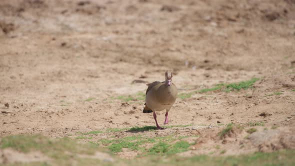 Goose walking on a sandy ground