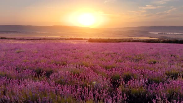 Flight Over Big Hill of Lavender Meadow at Sunset