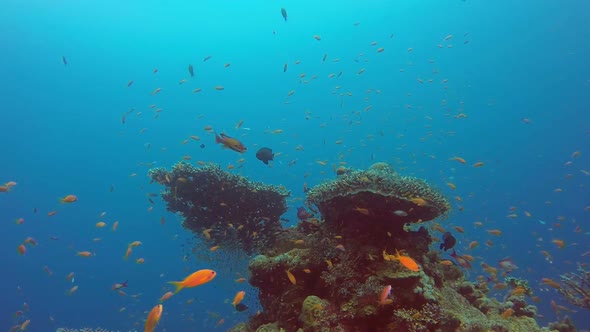 Underwater Sea World Life alt