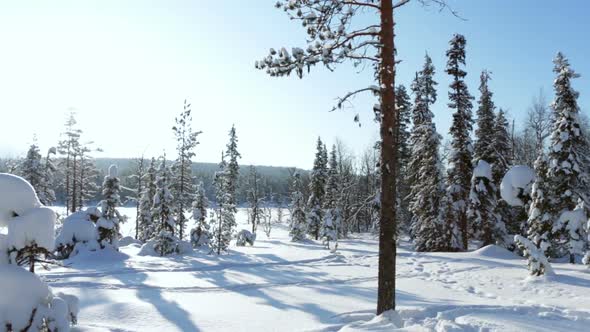 Northern Winter Forest