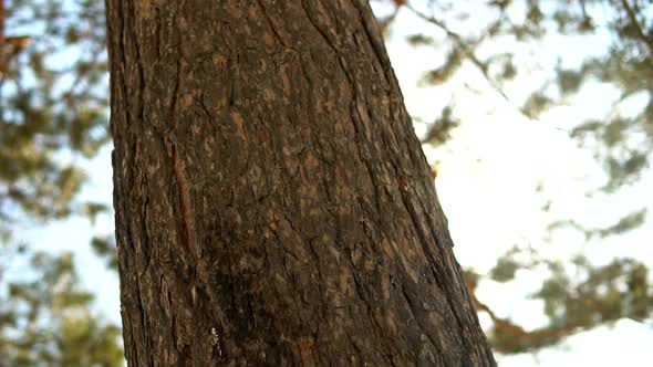 Pine tree trunk revealing sky and sun beams, pan and tilt in the forest, sunny day. alt