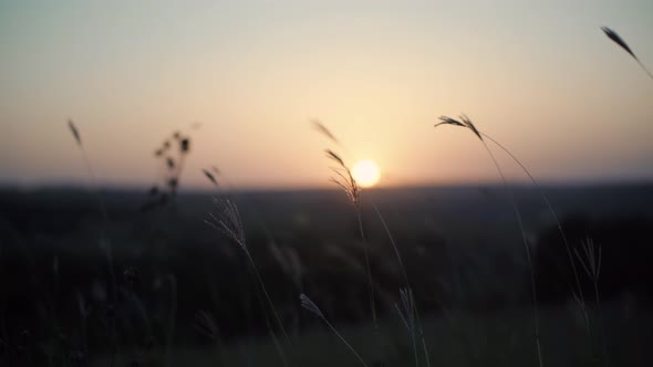 Reeds Sway On Wind And Sun Rays. Wild Grass Sway From Wind On Nature Sky. Reed In Meadow Sways. alt