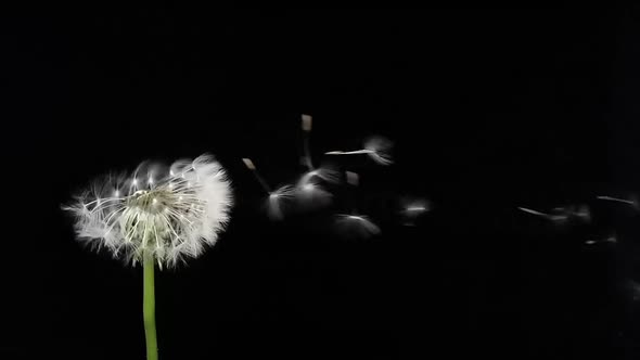 Amazing Macro Shot of Dandelion Being Blown in Super Slow Motion on Black Background alt