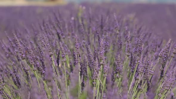 Closeup lavender purple flower blooming in summer alt