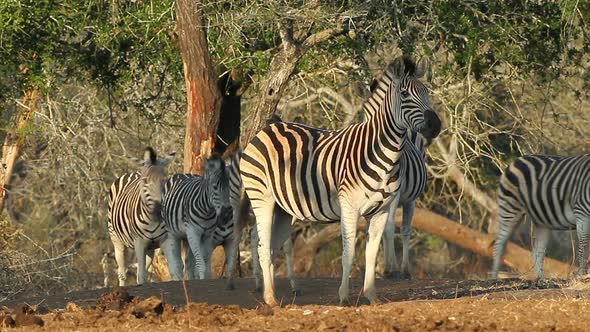 Plains Zebras In Natural Habitat  alt