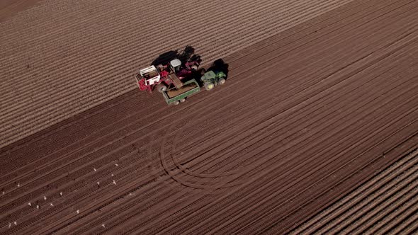 Potato Harvesting In UK Field Using Machinery, Tractor And Havester, Aerial View