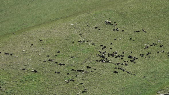 Flock of Sheep Walks on Mountains alt