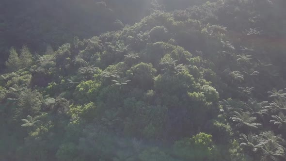 Dense rainforest aerial