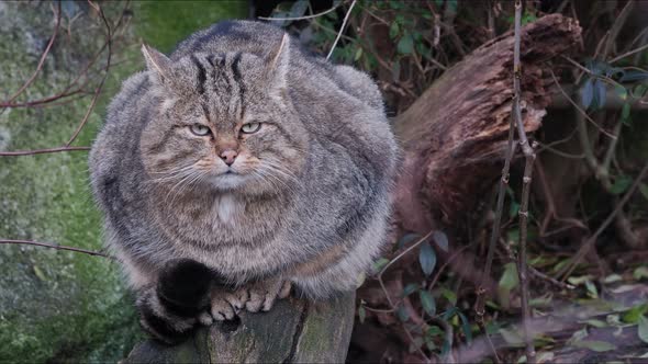 European Wild Cat (Felis silvestris) 