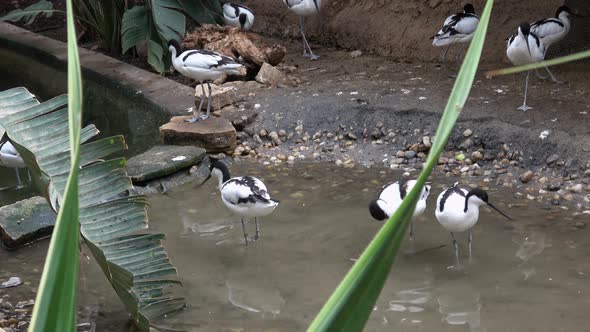 Flock of Pied avocets, black and white wader bird (Recurvirostra avosetta)