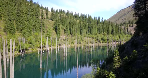 Coniferous Trees Rise From Depths of Mountain Lake alt