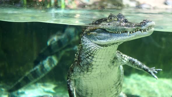 A Crocodile Swims in the Water Moskvarium Moscow Oceanarium alt