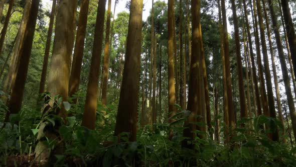 Walking in the Forest. High Tree Trunks Illuminated By the Sun. Gimbal Stabilized Shot. , FHD alt