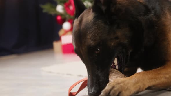 Malinois Bard Playing with Toy in Mouth alt