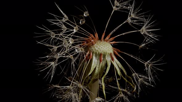 Macro shot of a Dandelion rotating alt