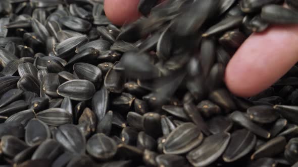 Sunflower Seeds in Hand of Farmer