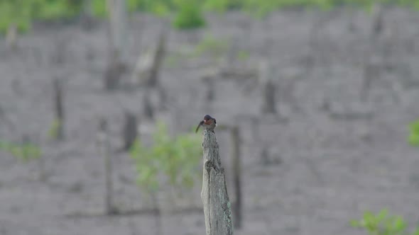Pacific swallow perching on dead tree. Bird standing, grooming, chirp on wooden stub then fly away alt