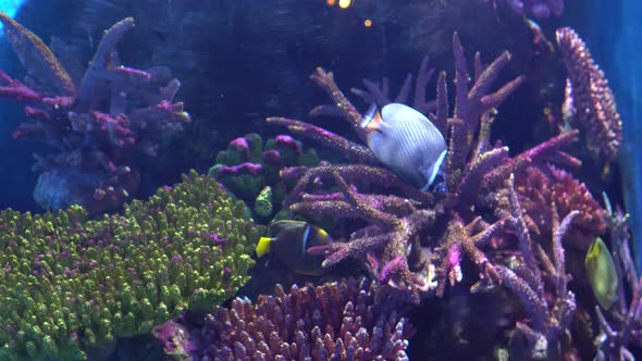 Exotic Angelfish, Pomacanthidae in An Aquarium, Floating Between Colorful Corals alt