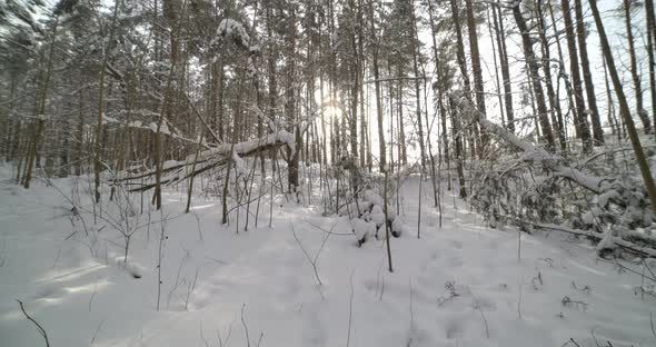 Sun Shining Between Snow Covered Trees at Sunset in Snow Covered Forest with Sunlight Peeking 