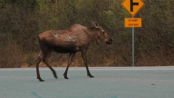 Moose Crosses Highways