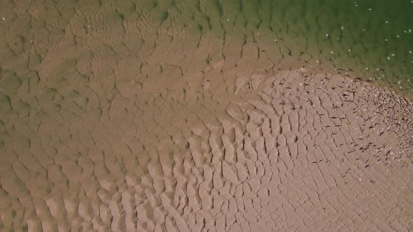 Overhead aerial of Caspian terns flying and landing on sandbank of estuary alt