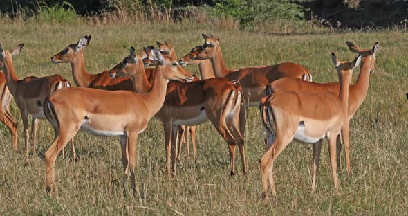 Impala, aepyceros melampus, Herd of Females, Masai Mara Park in Kenya, Real Time 4K alt