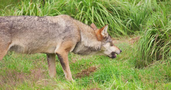 Wolf Eating Meat in Forest alt