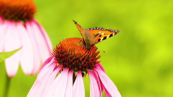 The beautiful Vanessa cardui butterfly pollinates the Echinacea flower. Close-up.