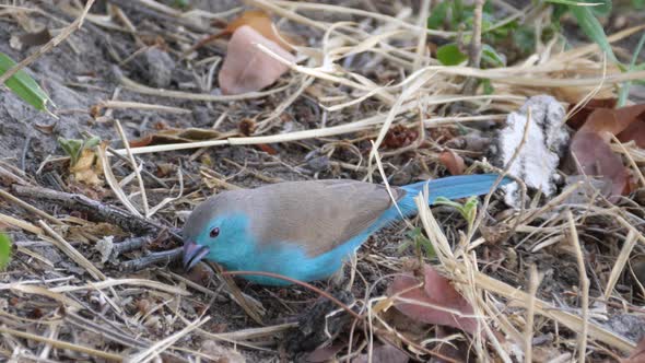 Blue Waxbill searching for food alt