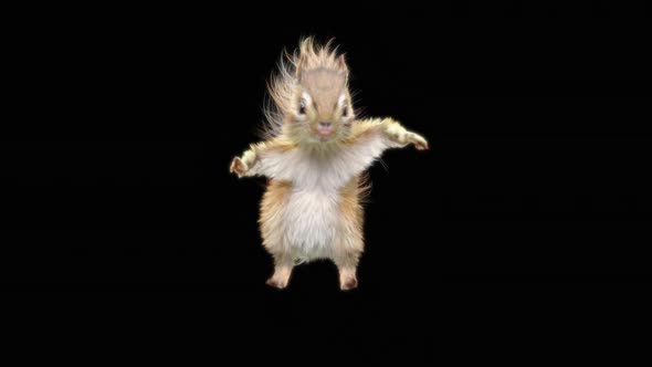 76 Chipmunk Dancing HD alt