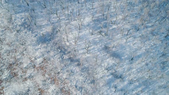 Aerial Winter Mountain Landscape of a Frozen Forest with Snow and Ice Covered Trees on a Sunny alt