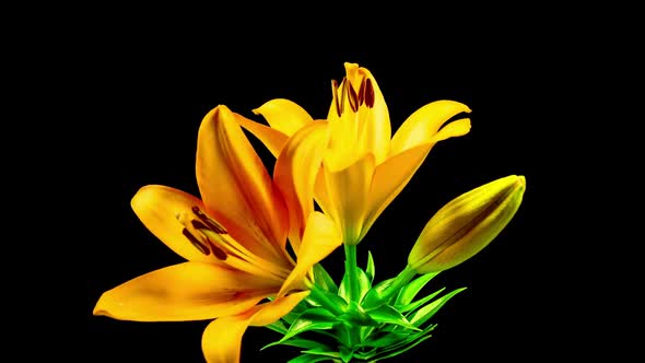 Yellow Flower Blooms