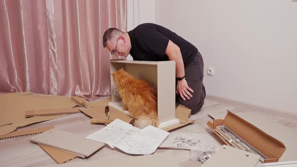 Ginger Fluffy Cat Walks Around the Parts to Assemble a Chest of Drawers on the Floor in the alt