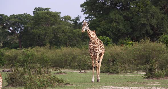 Masai Giraffe, giraffa camelopardalis tippelskirchi, Adult standing in Savanna alt